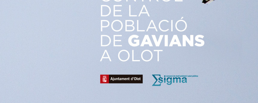 FULLETÓ GAVIANS definitiu-1