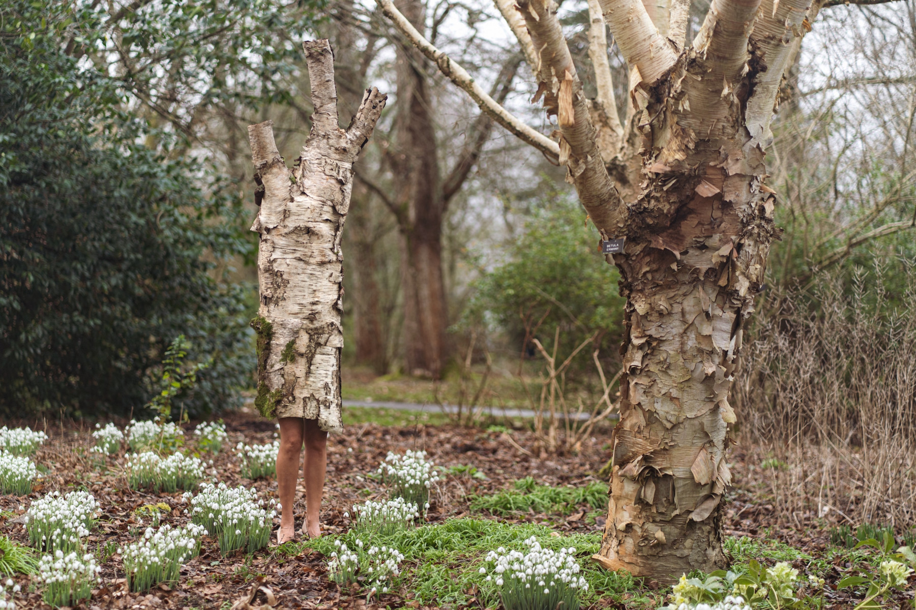 Olana Light_The birch tree family