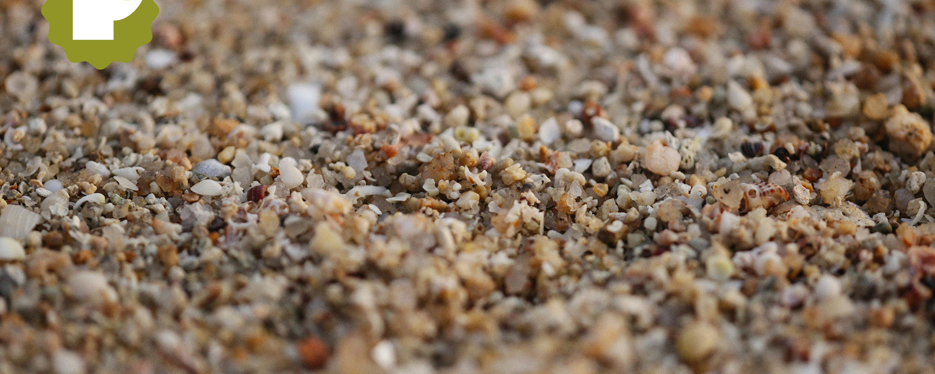 que-samaga-dins-un-gra-de-sorra