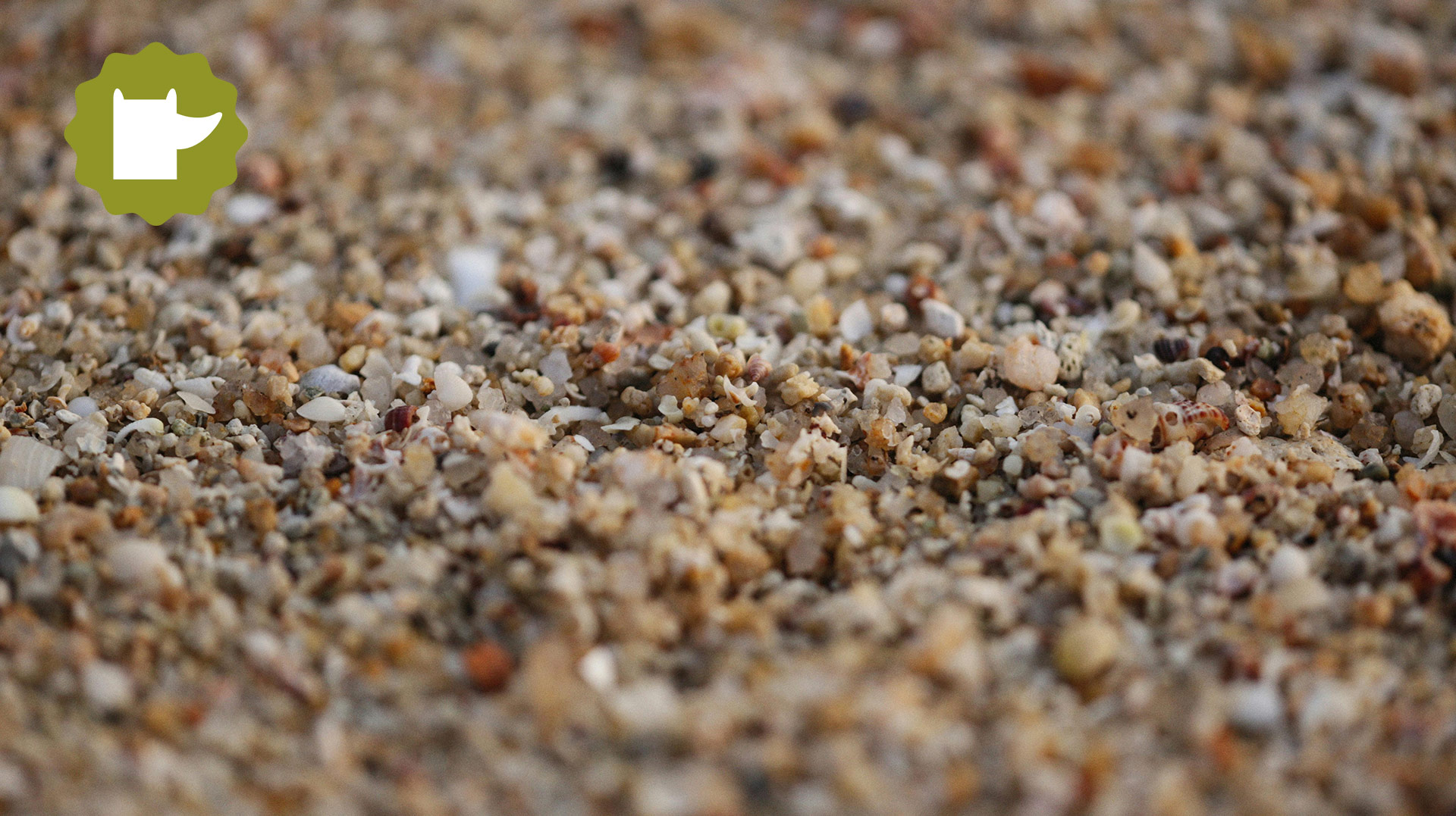 que-samaga-dins-un-gra-de-sorra