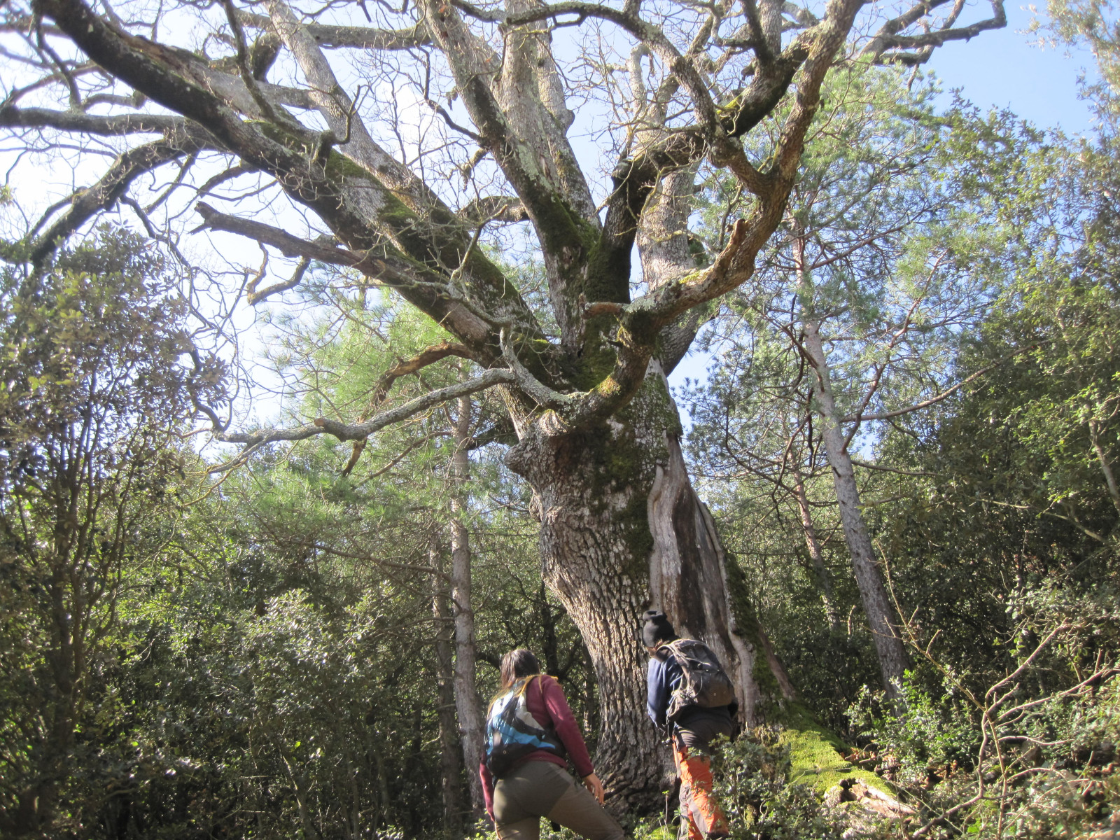 serra_arbres_centenaris