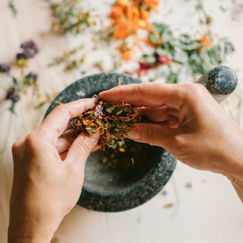 TALLER PLANTES REMEIERES_ELFOC